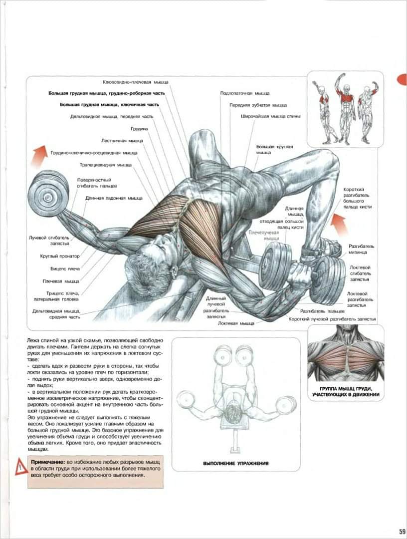 Десять лучших упражнений для построения мощных грудных мышц! — WORLD POWER  LEAGUE